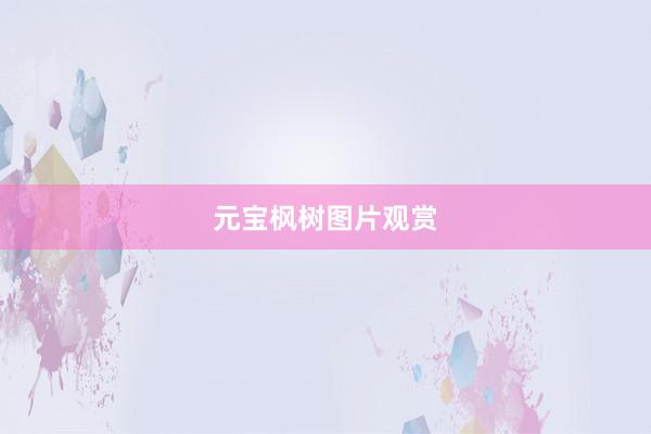 元宝枫树图片观赏